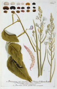Phalangium from Johann Wilhelm Weinmann